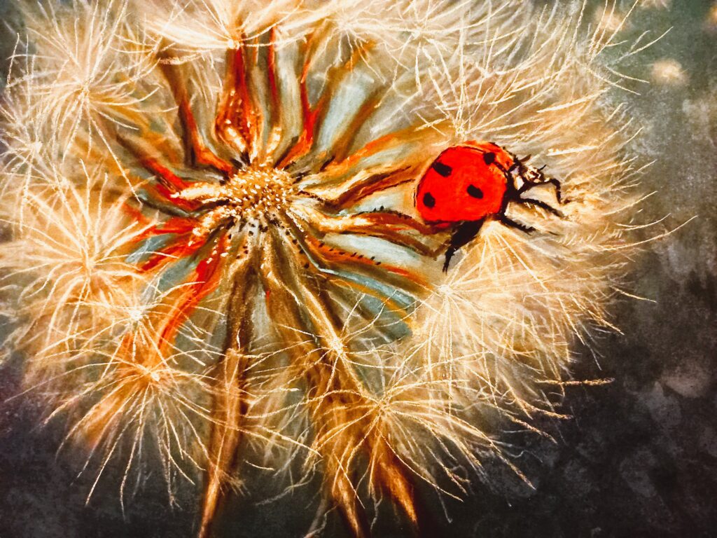 Божа корівка суха пастель, папір, 20х30 см, 2023 ladybug dry pastel, paper, 20x30 cm, 2023