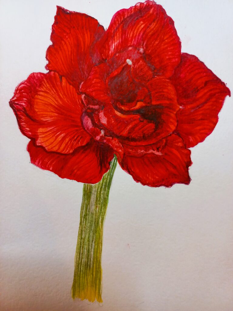 Амаріліс акварель, папір, 15х21 см., 2023 Amaryllis watercolor, paper, 15x21 cm., 2023