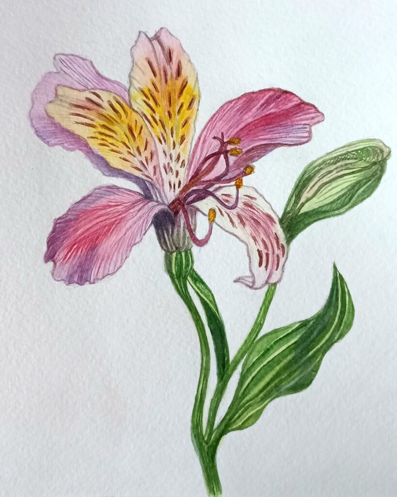 Альстремерія Акварель, папір, 15х21 см., 2023 Alstroemeria Watercolor, paper, 15x21 cm., 2023