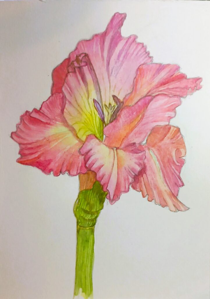 Гладіолус Акварель, папір, 21х15 см., 2023 Gladiolus Watercolor, paper, 21x15 cm., 2023